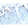 CD209 / DC-SIGN (Pathogen Receptor on Dendritic Cells)(C209/2749R), CF740 conjugate, 0.1mg/mL