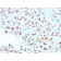 BARX1 (Prognostic Biomarker in Hepatocellular Carcinoma)(BARX1/2759), CF740 conjugate, 0.1mg/mL