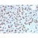 BARX1 (Prognostic Biomarker in Hepatocellular Carcinoma)(BARX1/2760), CF740 conjugate, 0.1mg/mL