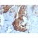 Cathepsin D (Tumor Marker)(CTSD/2781), CF740 conjugate, 0.1mg/mL