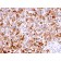 CD63 (Late Endosomes Marker)(LAMP3/2788), CF740 conjugate, 0.1mg/mL