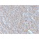 CD63 (Late Endosomes Marker)(LAMP3/2790), CF740 conjugate, 0.1mg/mL