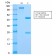 c-Myc Oncoprotein(MYC2895R), CF740 conjugate, 0.1mg/mL