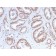 ATRX / RAD54 (Alpha Thalassemia Mental Retardation) (ATRX/2900R), CF740 conjugate, 0.1mg/mL