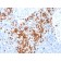 Granzyme B (NK/T-Cell Lymphoma Marker)(GZMB/3014), CF740 conjugate, 0.1mg/mL