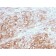 MCAM (Melanoma Cell Adhesion Molecule) / MUC18 / CD146(MCAM/3046), CF740 conjugate, 0.1mg/mL