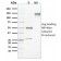 CLEC9A / DNGR1 (Dendritic Cell Marker)(8F9), CF740 conjugate, 0.1mg/mL