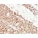 MSH6 (DNA Mismatch Repair Protein)(MSH6/3086), CF740 conjugate, 0.1mg/mL
