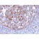 CD21 (Mature B-Cell & Follicular Dendritic Cell Marker)(CR2/3124R), CF740 conjugate, 0.1mg/mL