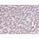 Prohibitin (Mitochondrial Marker)(PHB/3228), CF740 conjugate, 0.1mg/mL