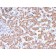 Prohibitin (Mitochondrial Marker)(PHB/3231), CF740 conjugate, 0.1mg/mL