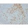 Proliferation Marker(JC1), CF740 conjugate, 0.1mg/mL
