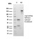 Desmocollin-2/3(rDSC2/3437), CF740 conjugate, 0.1mg/mL