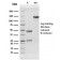 Human Herpes Virus 8 (HHV8)(HHV8/3606), CF740 conjugate, 0.1mg/mL