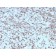 Cytochrome C (Mitochondrial Marker)(rCYCS/1010), CF740 conjugate, 0.1mg/mL
