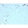 ATG5 (Autophagy Marker)(rATG5/2553), CF740 conjugate, 0.1mg/mL