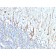 Neurofilament (H+L) (Neuronal Marker)(2F11), CF740 conjugate, 0.1mg/mL