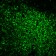 CD45RO(UCHL-1), CF488A conjugate, 0.1mg/mL