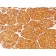 Tyrosinase(T311), CF488A conjugate, 0.1mg/mL
