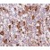ACTH (Adrenocorticotrophic Hormone)(AH26), CF488A conjugate, 0.1mg/mL
