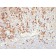Plasma Cell Marker(LIV3G11, same as 7B18), CF488A conjugate, 0.1mg/mL