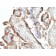HCG-intact(HCGab/52), CF488A conjugate, 0.1mg/mL