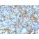 HLA-DRB(LN-3), CF488A conjugate, 0.1mg/mL