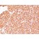 CD45RB(BRA-11G), CF488A conjugate, 0.1mg/mL
