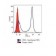 CD5(Cris-1), CF488A conjugate, 0.1mg/mL