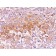 Pmel17 / gp100 / SILV(NKI-beteb), CF488A conjugate, 0.1mg/mL