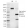 Phosphotyrosine (P-Tyr)(PY265),  CF488A conjugate, 0.1mg/mL