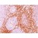 CD6(C6/372), CF488A conjugate, 0.1mg/mL