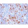 Fascin-1(FSCN1/418), CF488A conjugate, 0.1mg/mL