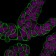 CD47(B6H12.2), CF488A conjugate, 0.1mg/mL