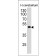 PAX6(PAX6/498), CF488A conjugate, 0.1mg/mL
