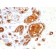 MUC1 / CA15-3 / EMA / CD227 (Epithelial Marker)(115D8),  CF488A conjugate, 0.1mg/mL