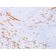 CD34(QBEnd/10), CF488A conjugate, 0.1mg/mL