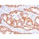 TNF alpha(TNF656), CF488A conjugate, 0.1mg/mL