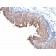 Cytokeratin 10(LH2), CF488A conjugate, 0.1mg/mL