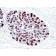 pS2(GE2), CF488A conjugate, 0.1mg/mL