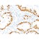 TTF-1 / NKX2.1(NX2.1/690), CF488A conjugate, 0.1mg/mL