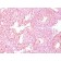 Chromogranin A(LK2H10 + PHE5), CF488A conjugate, 0.1mg/mL