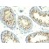 Thymidylate Synthase(TS106 + TMS715), CF488A conjugate, 0.1mg/mL