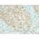 Mitochondrial Marker(MTC02), CF488A conjugate, 0.1mg/mL