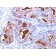 CD66 (CEA)(COL-1 + CEA31 + C66/261), CF488A conjugate, 0.1mg/mL