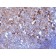 Human IgA Immunoglobulin(IA761), CF488A conjugate, 0.1mg/mL