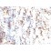 p27 / KIP1(KIP1/769), CF488A conjugate, 0.1mg/mL