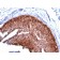 Cytokeratin 17(KRT17/778), CF488A conjugate, 0.1mg/mL