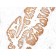 PSA (Prostate Specific Antigen)(KLK3/801), CF488A conjugate, 0.1mg/mL