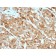 Tyrosinase(OCA1/812), CF488A conjugate, 0.1mg/mL